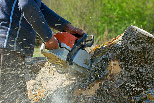 Professional Tree Services in Aloha, OR